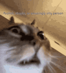 Goober Cat GIF - Goober Cat Skake And Quake GIFs