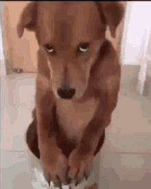 How About Two Scooby Snacks Rikithewor Id GIF