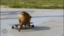 Skateboarding Animals GIF - Skateboarding Sports Dog GIFs