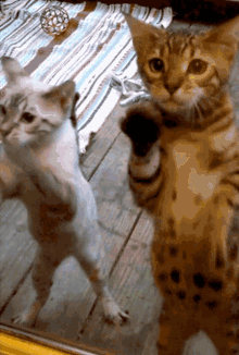 Cats Scratching GIF - Cats Scratching I See You GIFs
