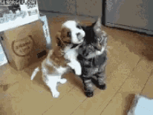 hug love me cuddle cat and puppy