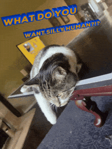 a cat laying on a table with the words " what do you want silly human ? " above it