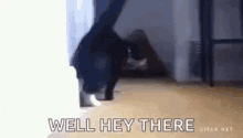 Cat Hey There GIF - Cat Hey There Funny Animals GIFs