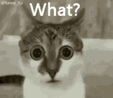 What Cat Love GIF - What Cat Love What Cat GIFs