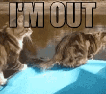 Im Out Funny Animal GIF - Im Out Funny Animal Swim For It GIFs