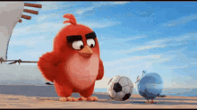 Chuta Longe GIF - Angry Birds Kick Ball GIFs