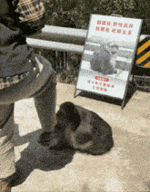 a person standing next to a sign that says monkey on it