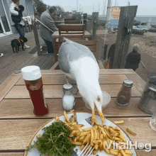 snacking viralhog seagull eating fries hungry