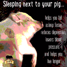 Content Aware Sleep Next To Your Pig GIF - Content Aware Sleep Next To Your Pig Shuman GIFs