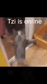 a cat is standing in front of a door with the words tzi is online .