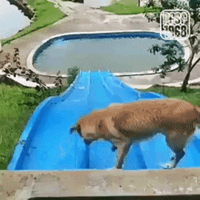 Dog has fun playing on water slide