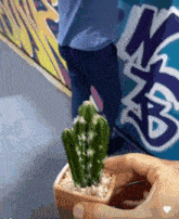 a person is holding a small potted cactus in front of a graffiti wall that says nm