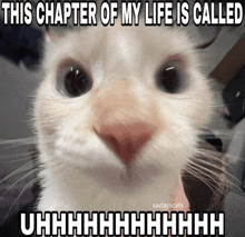 Uhhhhhhhh Cat GIF - Uhhhhhhhh Cat This Chapter Of My Life Is Called GIFs
