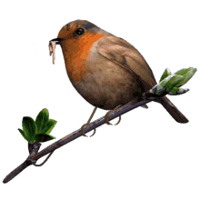 robin bird 3d gifs artist robin with worm animated robin