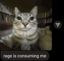 Angry Meme Cat - Rarible