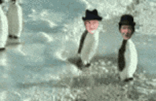 Steptoes Penguin GIF - Steptoes Penguin Slap GIFs