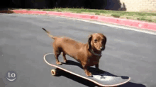 Dog On Skateboard GIF - Dog On Skateboard GIFs