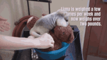 a few times per week and now weighs over two pounds liana is weighed a few times