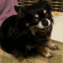 a small black and brown chihuahua dog is sitting on a blanket and smiling .