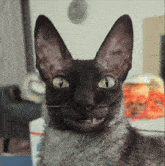 Pixel Cat Pixel GIF - Pixel Cat Pixel Rokotu GIFs