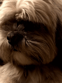 What Dogs GIF - What Dogs Cute GIFs