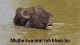 a water buffalo is swimming in a body of water with the words mujhe kya mai toh bhais hu written below it