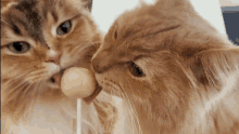 Cats Lick GIF - Cats Lick GIFs