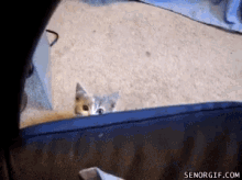 Cat Sup GIF - Cat Sup Funny Animals GIFs