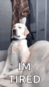 a dog is sitting on a bed with its eyes closed and a person standing behind it .