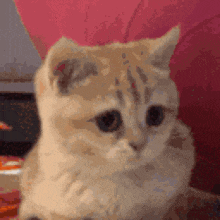 a close up of a cat 's face looking at the camera