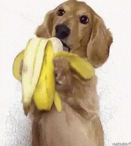 dog-eating-banana.gif