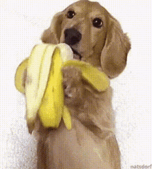 Dog Eating Banana GIF
