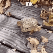 jumping frog idk
