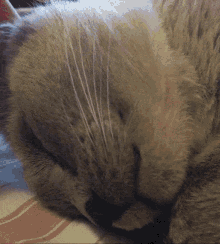 Sweet Dreams Cat GIF - Sweet Dreams Cat Pet GIFs