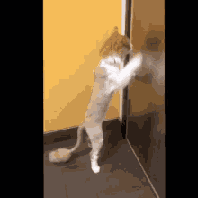 Happy Cat GIF - Happy Cat Knocking Cat GIFs