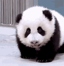 Panda Cute GIF - Panda Cute Animals GIFs