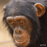 Staring Into Space Chimpanzee GIF - Staring Into Space Chimpanzee Our Living World GIFs