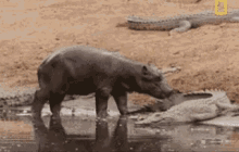 Oh Look! A Toothbrush! Just What I Needed! GIF - Hippopotamus Lol Nature GIFs