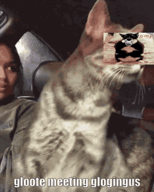 Fat Cat Silly Cat GIF - Fat Cat Silly Cat Gloote GIFs