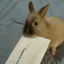 Rabbit Letter Opener GIF - Rabbit Letter Opener Office GIFs
