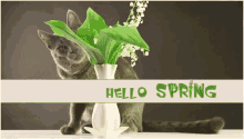 Hello Cat GIF - Hello Cat Lily GIFs