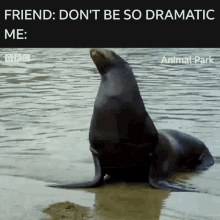 Dramatic Seal GIF - Dramatic Seal GIFs