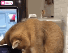 Work From Home Cat GIF