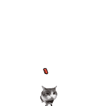 Cat Brick GIF - Cat Brick Joe Biden GIFs