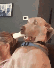 Shocked Surprised GIF - Shocked Surprised Dog GIFs
