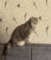 a cat is sitting on a couch in front of a wallpaper with birds on it