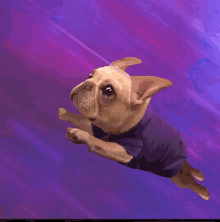 Flying Bull Dog GIF - Flying Bull Dog GIFs