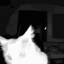 Animal Pet GIF - Animal Pet Night GIFs