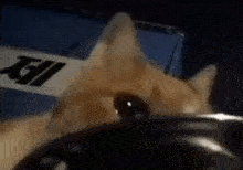 a close up of a cat 's face looking at the camera .