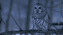 Head Turn Owls Have Superior Senses GIF